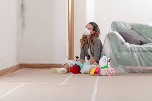Trusted Basement Mold Remediation service in Westfield, NJ - Cheap Mold Removal